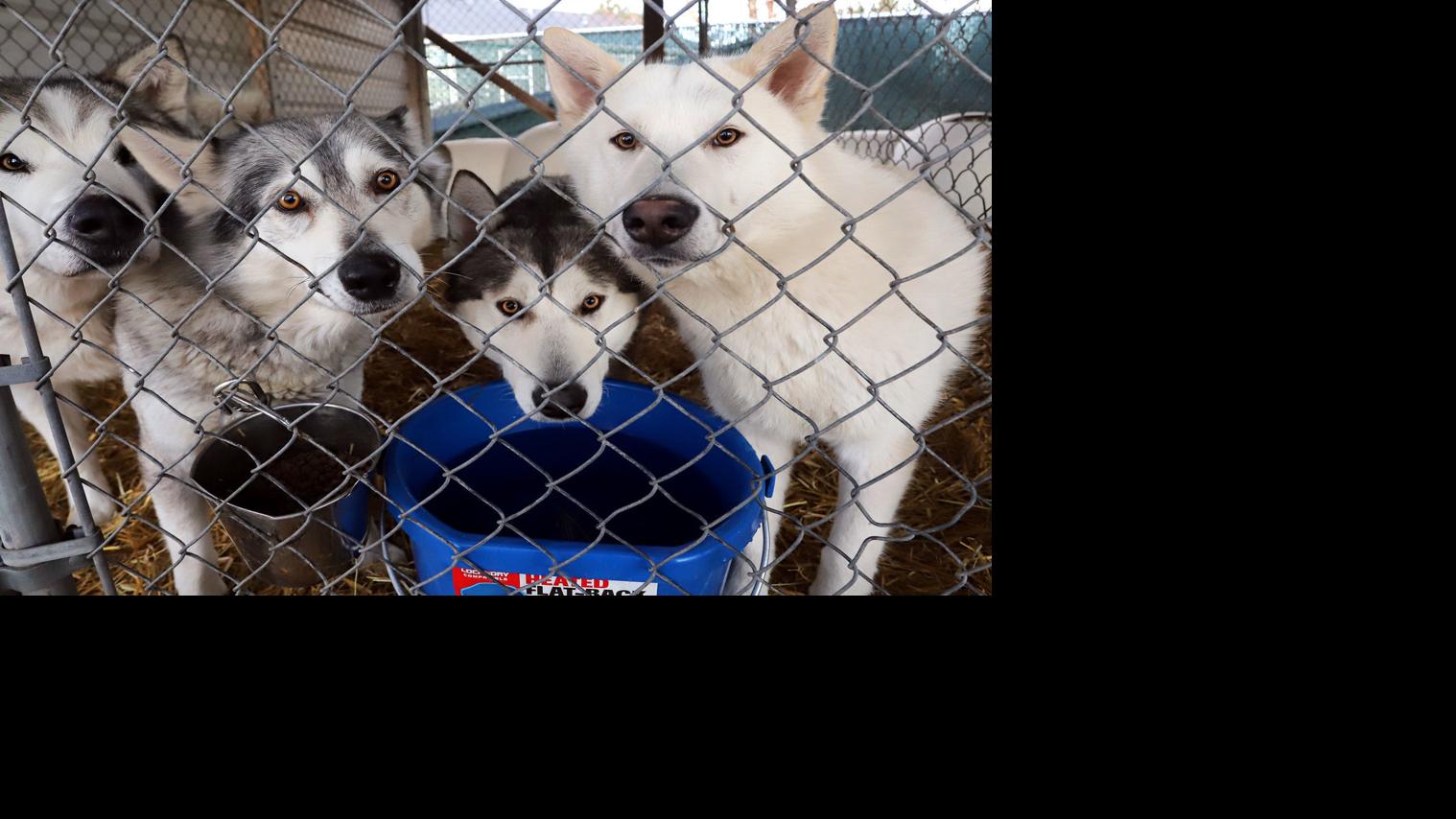 Rescued Huskies Slowly Finding New Homes Local News Ravallirepublic Com