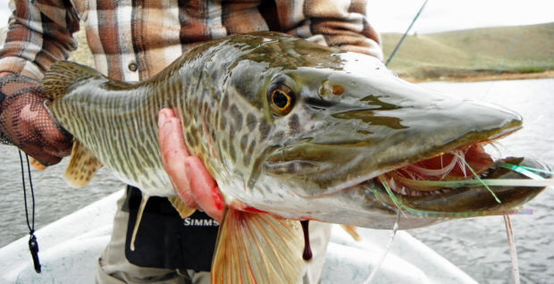 Fly fishing for muskies: Powerful fish proves elusive for many anglers