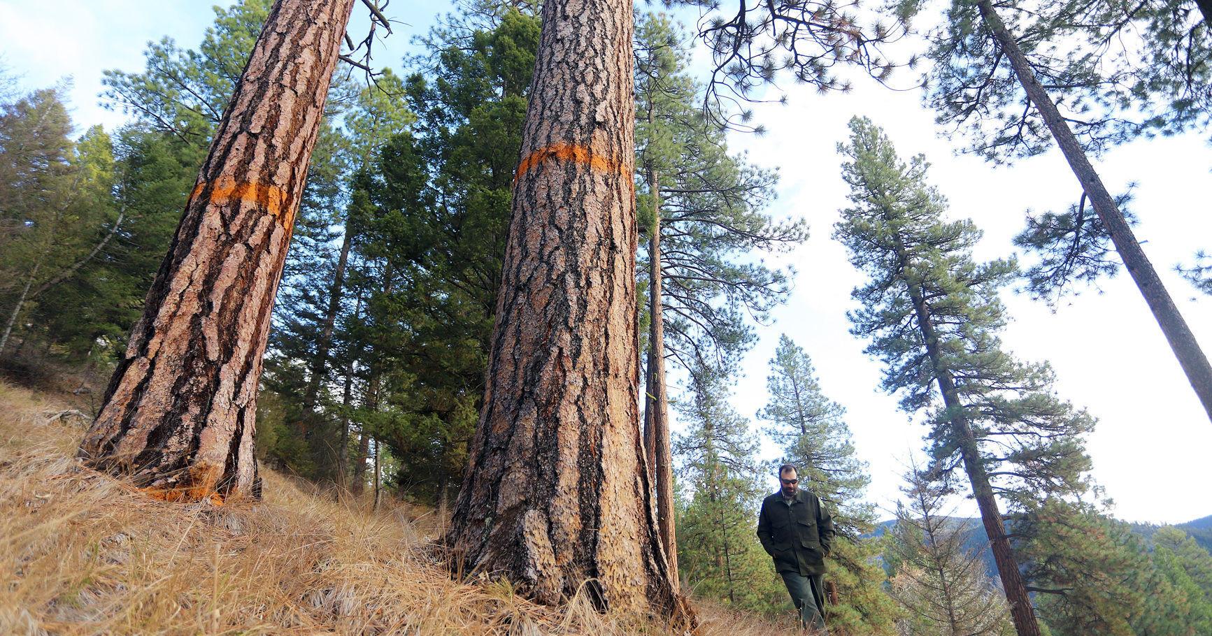 Final decision released for Gold Butterfly Project - Vimarsana News
