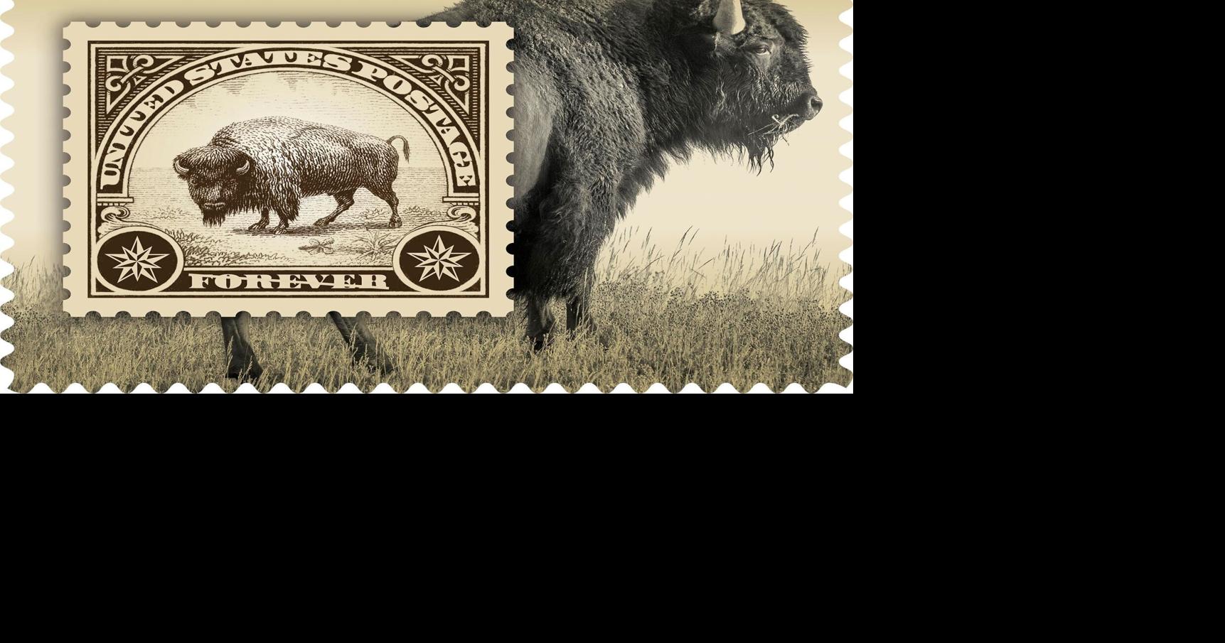 How a lone Montana bison bull has linked people, art and history across 140 years