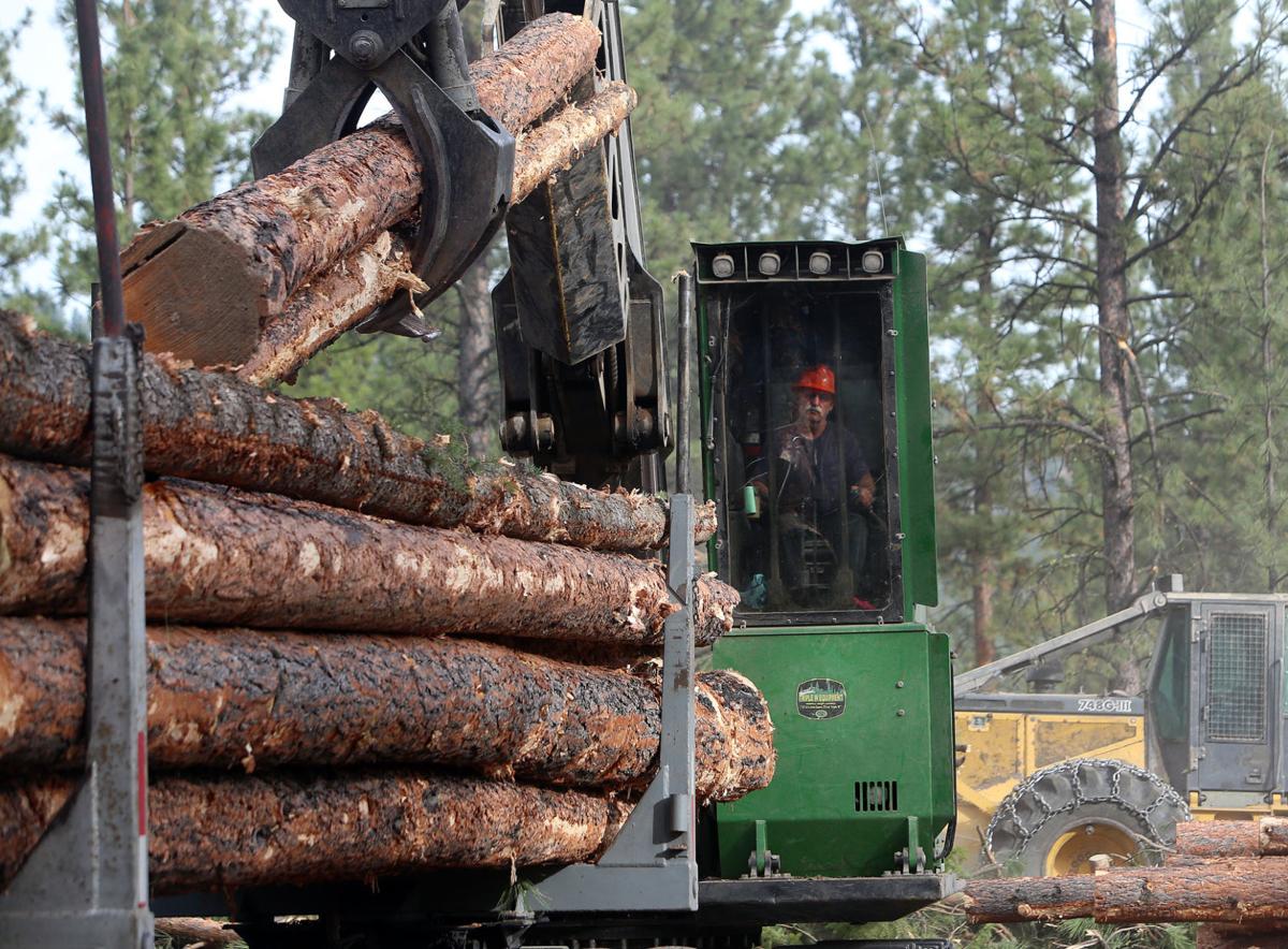 Court denies request for injunction on Darby timber sale