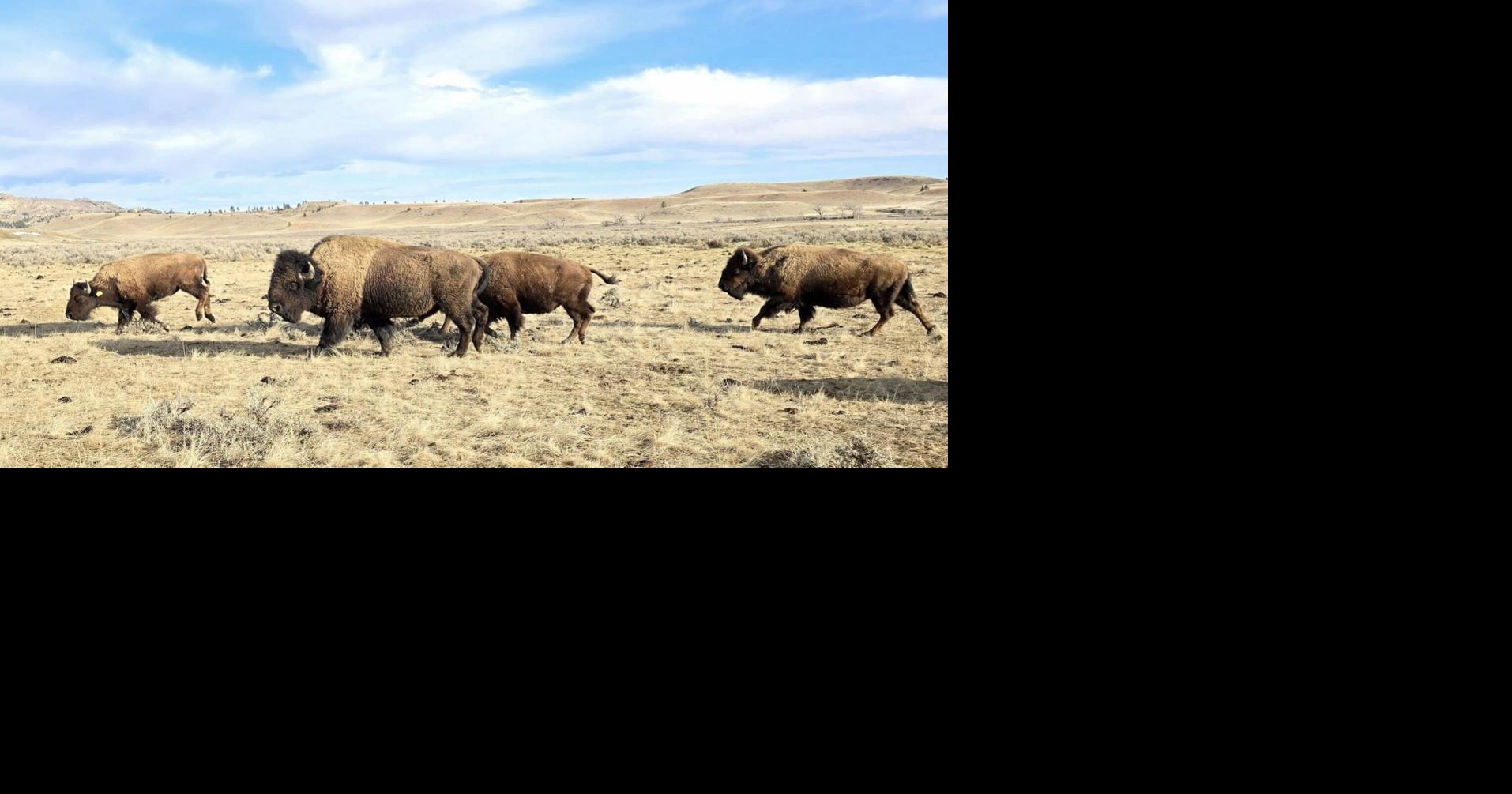‘Buffalo are everything with our culture:’ Tribal herds rebound under new leadership