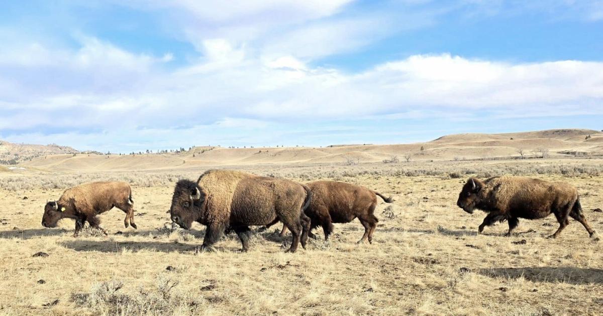 ‘Buffalo are everything with our culture:’ Tribal herds rebound under new leadership