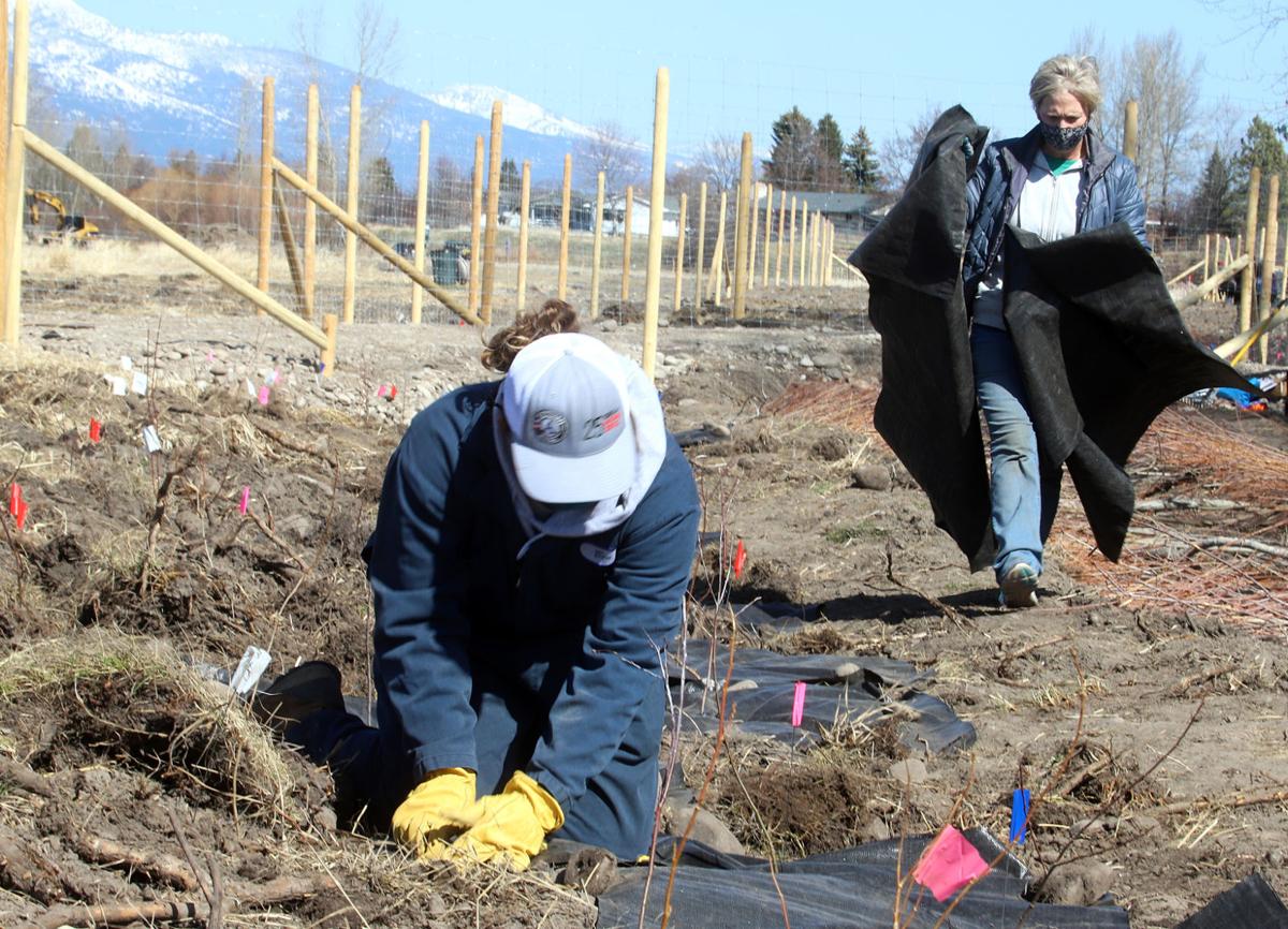 Roots Against Erosion: Skalkaho Bend erosion protection project takes shape