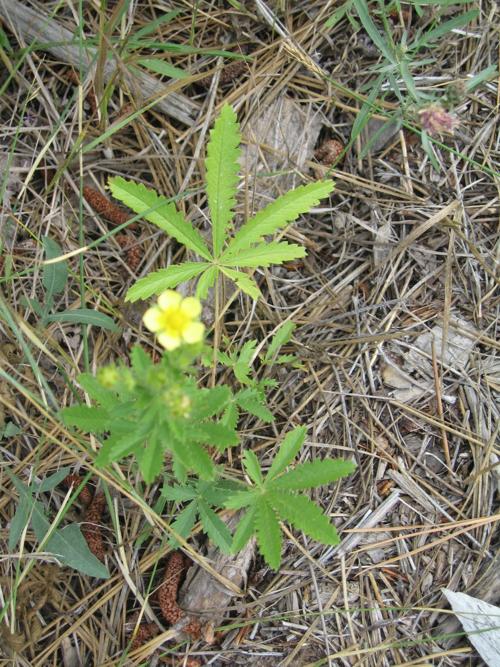 Digging an effective way to remove sulfur cinquefoil