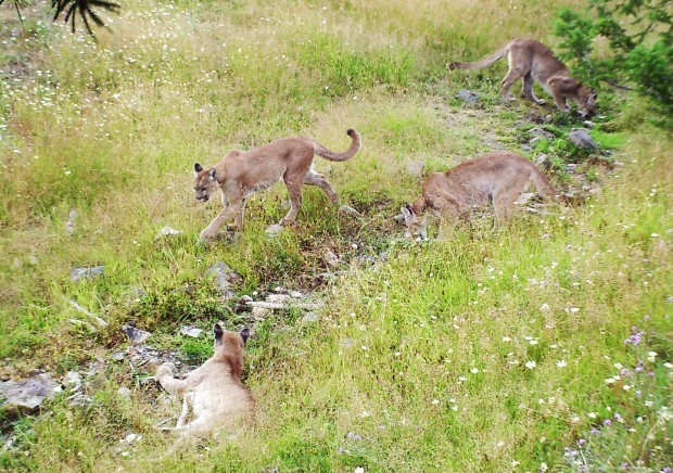 Big Cat Sightings Wa Big Cat Sightings Wa