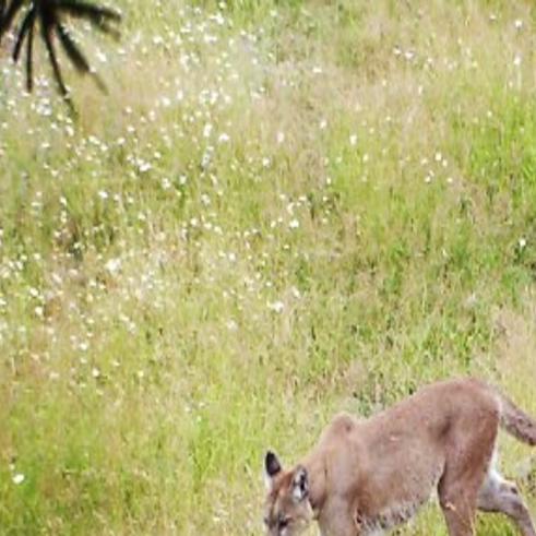 Caught On Camera Game Cam Captures Remarkable Images Of Wildlife In Sapphire Mountains Life In The Bitterroot Ravallirepublic Com Being on a game show means that you have a shot at winning a ton of money. caught on camera game cam captures