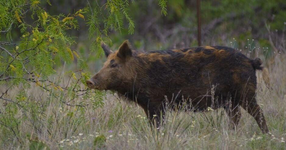 Wild hog tour scheduled in northeastern Montana - Vimarsana News