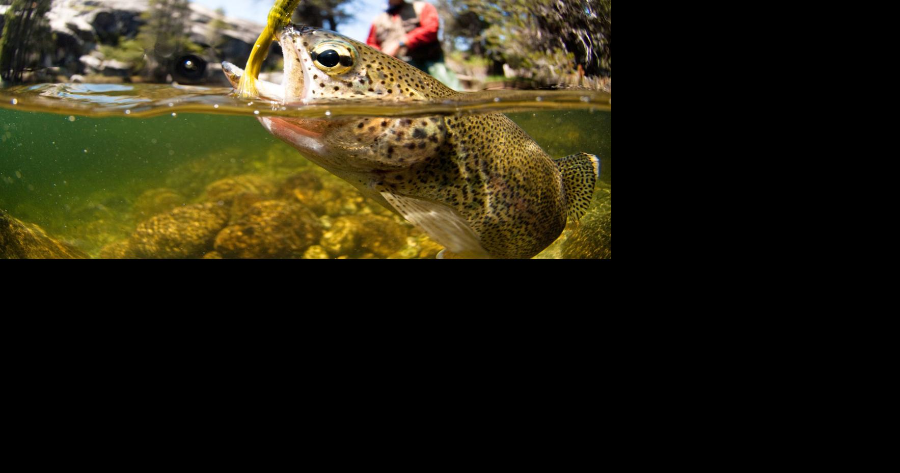 Some facts and thoughts about the sea trout, this great fish