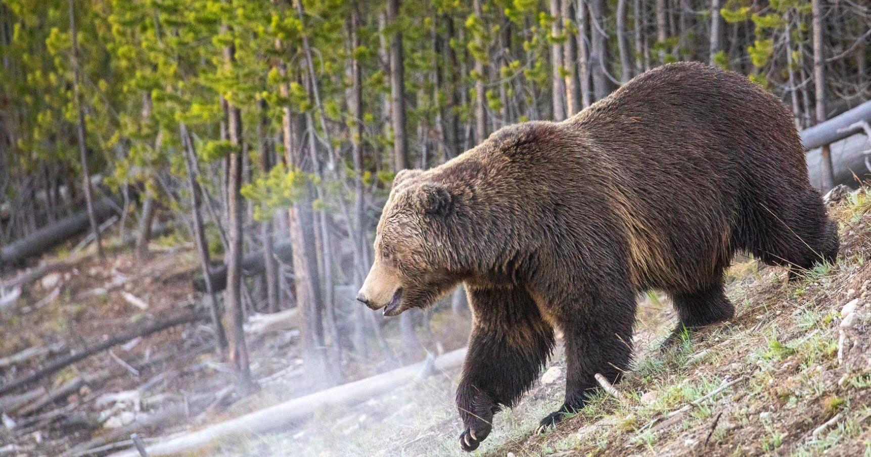 FWP concludes investigation into grizzly attack near Big Sky - Vimarsana News