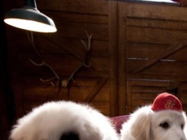 Eureka Vet Gets Puppy From Santa Paws 2 Movie State Regional Ravallirepublic Com 788 likes · 4 talking about this · 9 were here. eureka vet gets puppy from santa paws