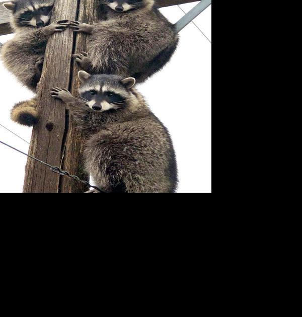 Raccoon rescue: Ravalli Electric Co-op lineman encourages trio’s