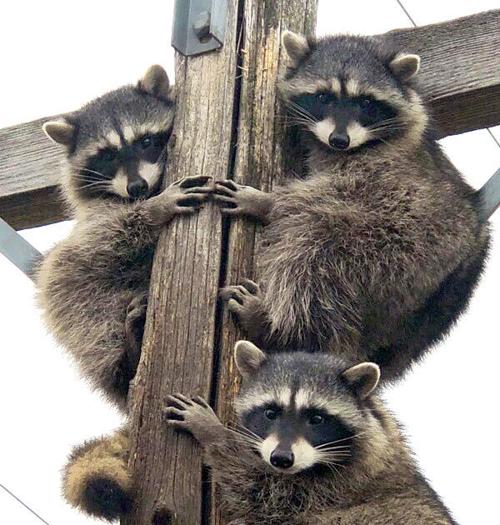 Raccoon rescue: Ravalli Electric Co-op lineman encourages trio’s