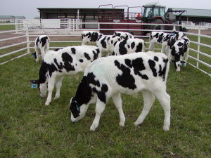 Cows offer hope against human illness