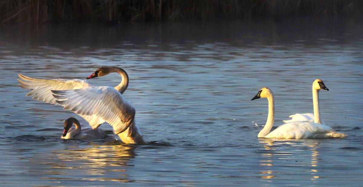 Swan cygnets at Lee Metcalf National Wildlife Refuge
