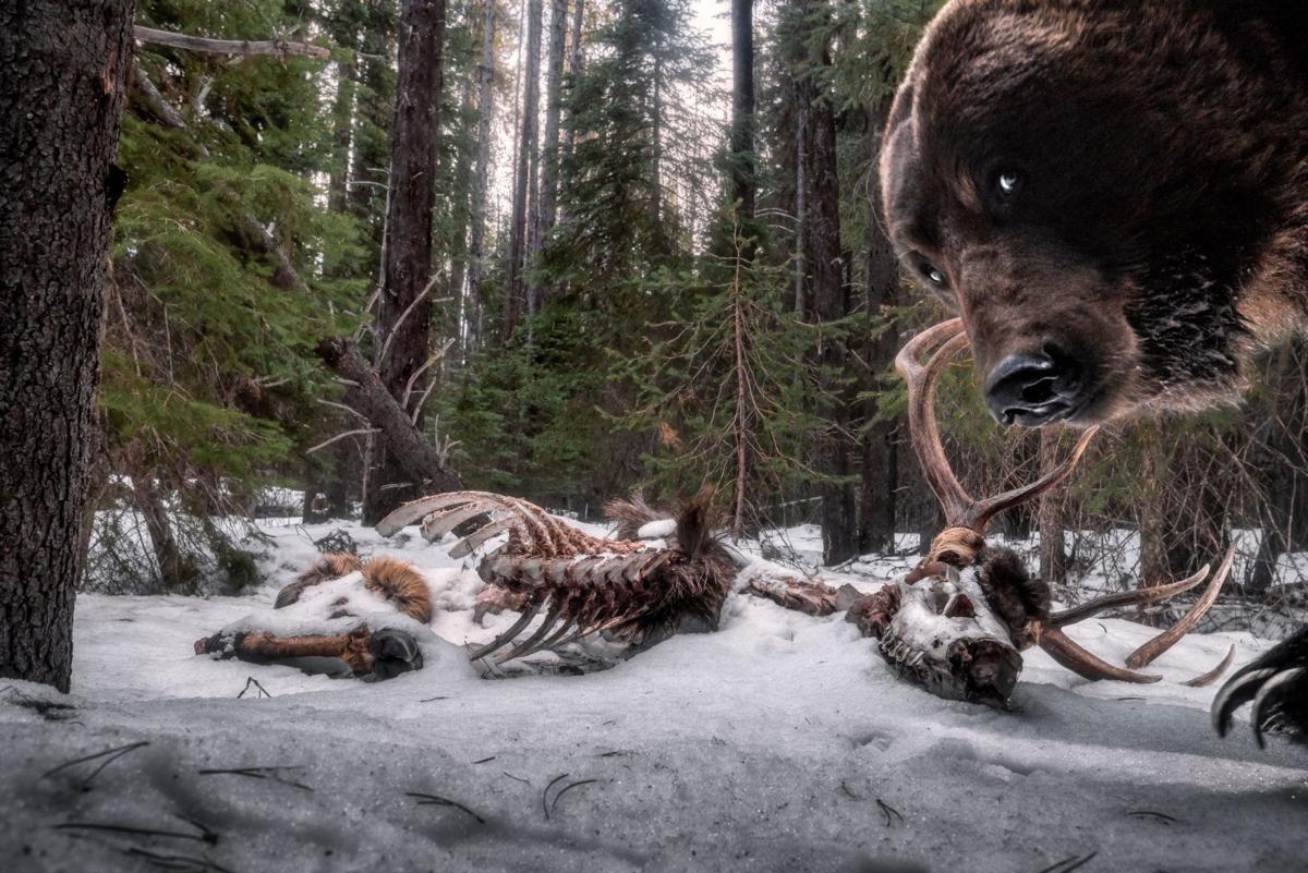 Grizzly Remains by Zack Clothier (DO NOT REUSE)