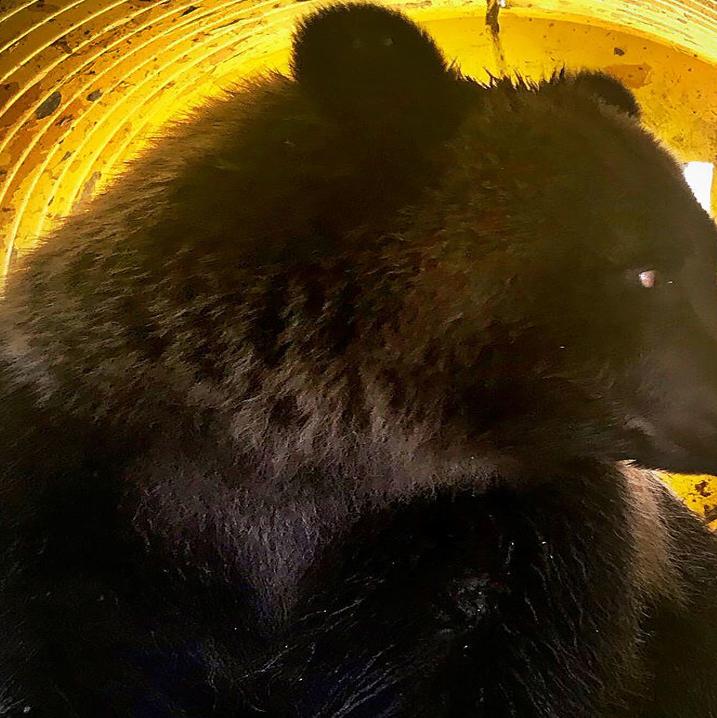 Grizzly Bear Captured Saturday At Golf Course Near