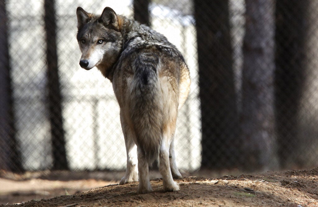 Wolves US Protections