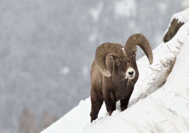 Bighorn sheep