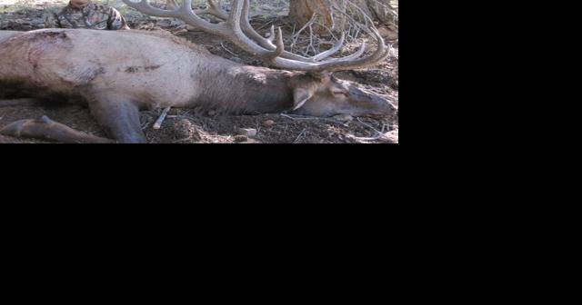 Elk hunting tags in Idaho selling out quickly for 2023 - Vimarsana News