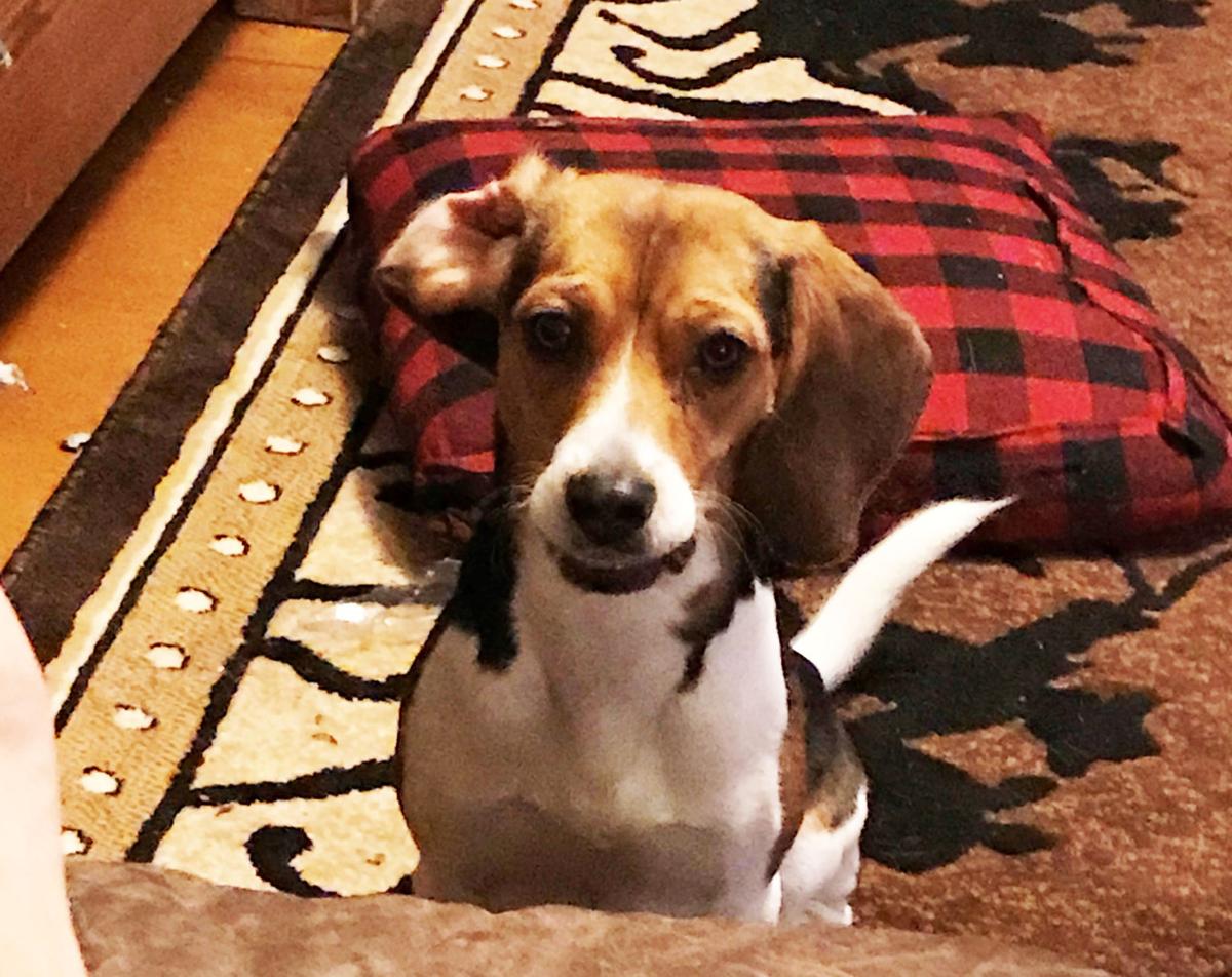 Dog gone beagle