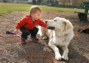 great pyrenees good family dog