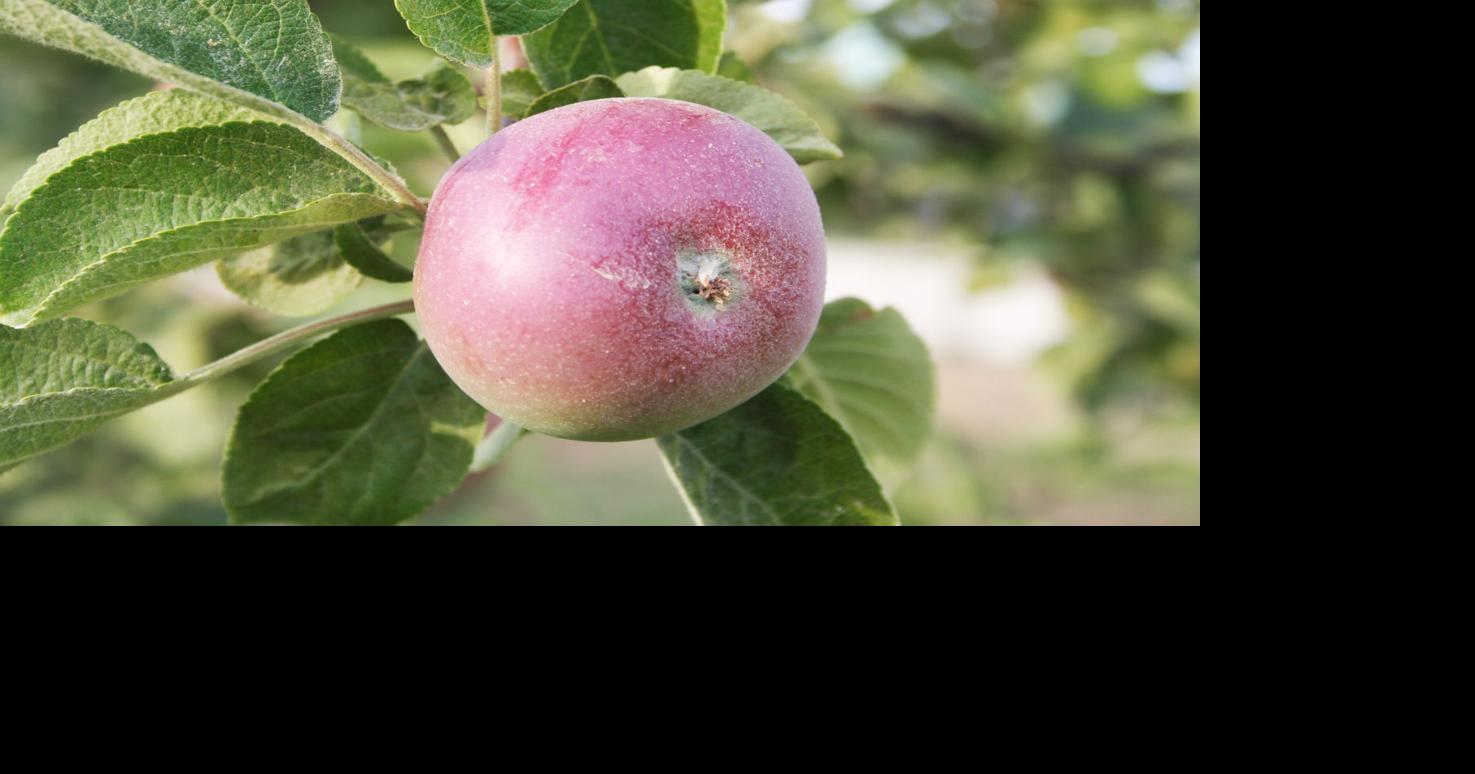 40 Bitterroot Icons: Apples