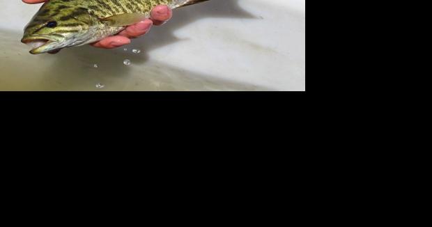Commission OKs smallmouth bass rule on Bitterroot River - Vimarsana News