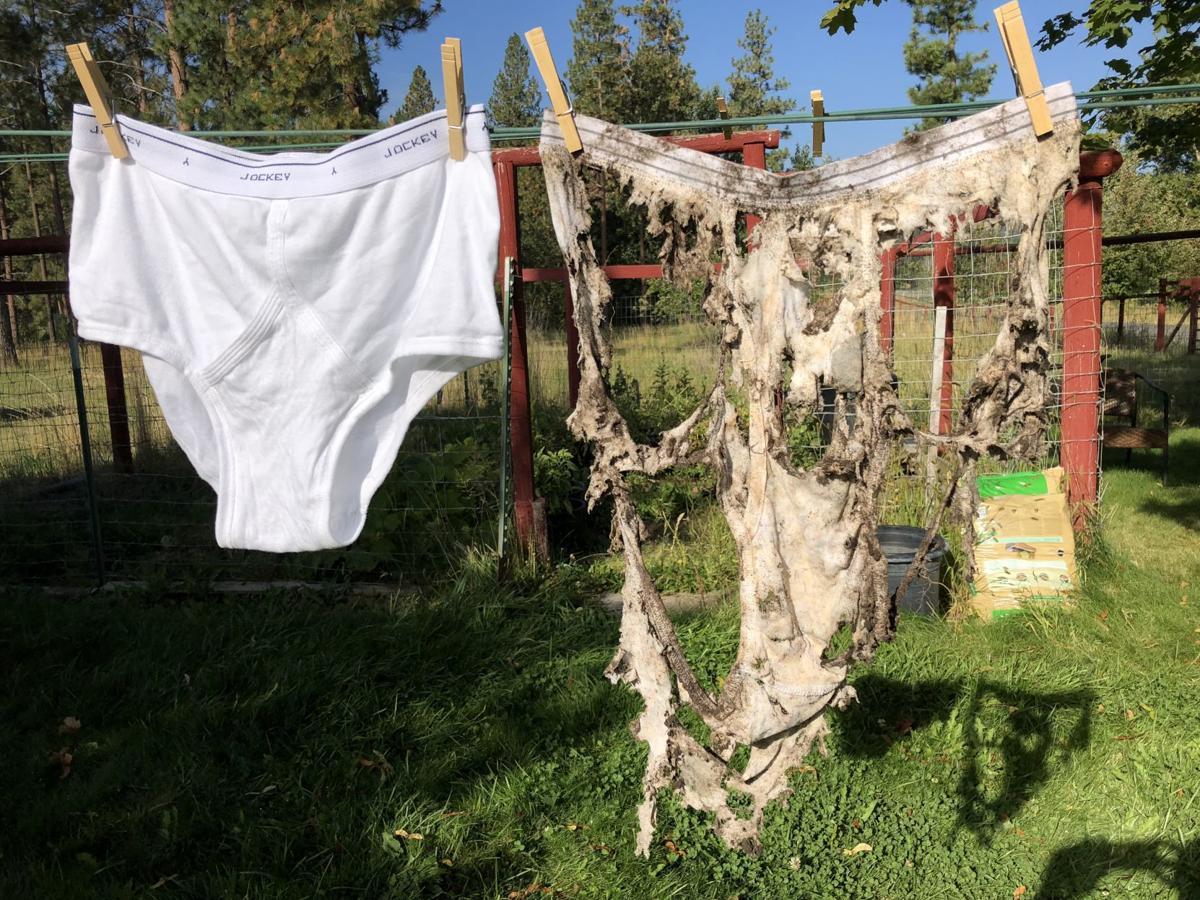 The Tighty Whitey Challenge: Bury some old underwear to learn about soil  health