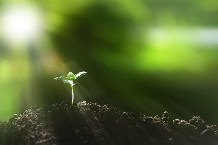 Growing from seeds takes time and tricks Local News