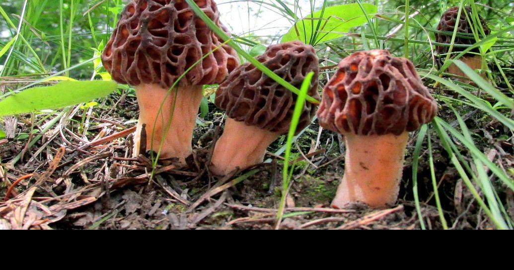 Mushroom permits available for fire zone collectors