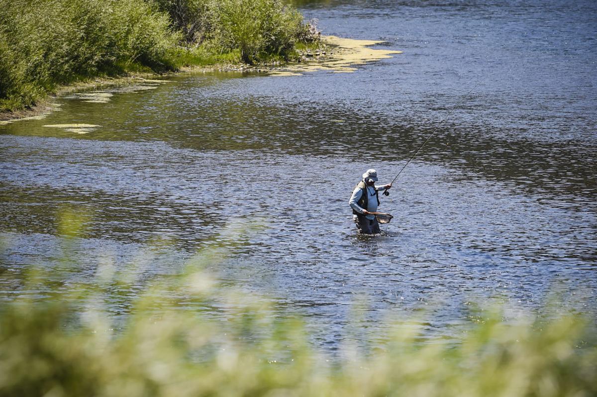 An angler nets a trout while flyfishing the Missouri River