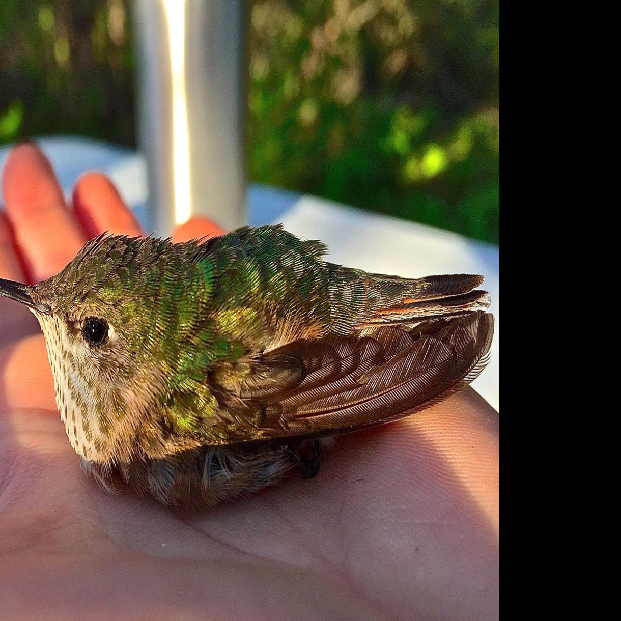 Bitterroot Hummingbirds Mpg Ranch Joins Researchers Monitoring