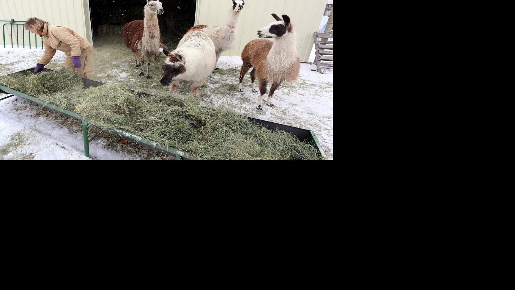 Hay Shortage Safe Haven Llama And Alpaca Sanctuary Looking For