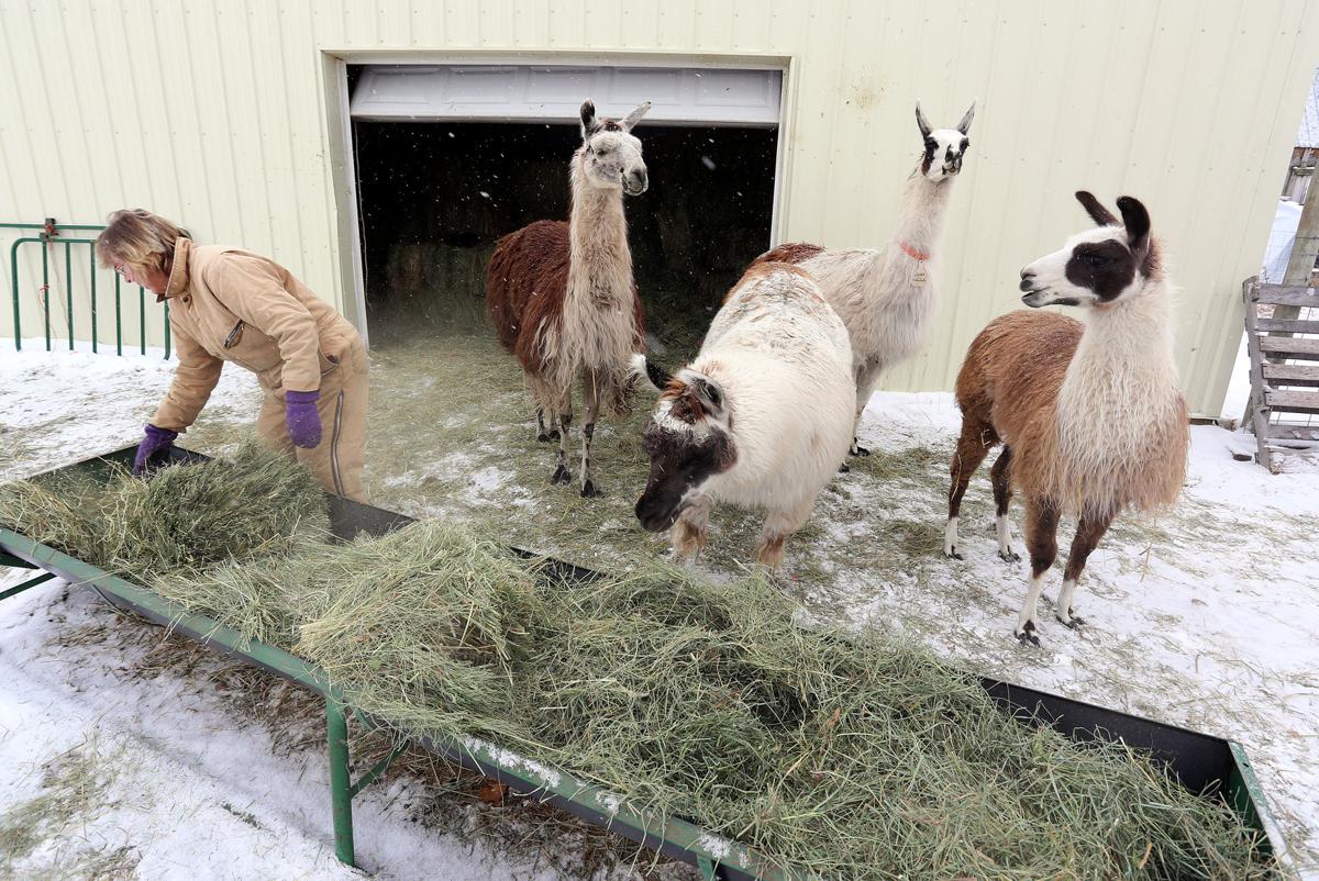 Hay Shortage Safe Haven Llama And Alpaca Sanctuary Looking For