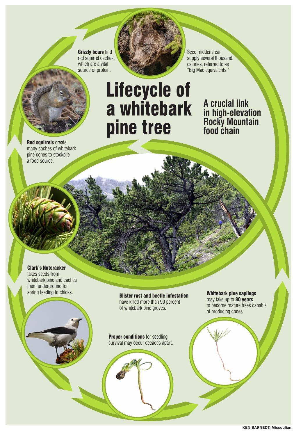 pine life cycle