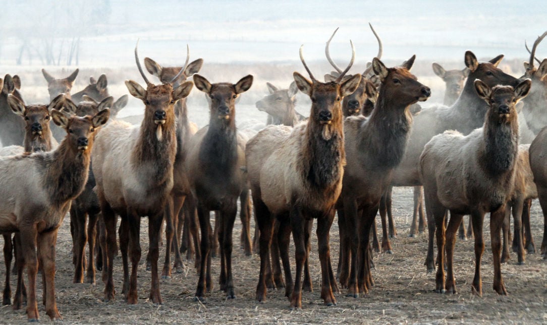 Elk herd file