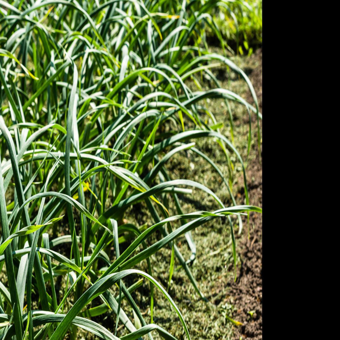 Dirty Fingernails Caring For Your Garlic Over Winter What To Do