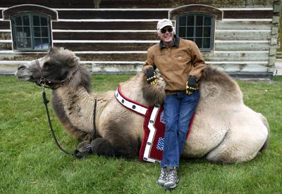 Bactrian buddies: Kalispell man would walk a mile for a camel
