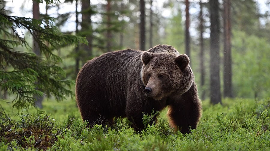 FWP responds to increasing number of grizzly and black bear incidents