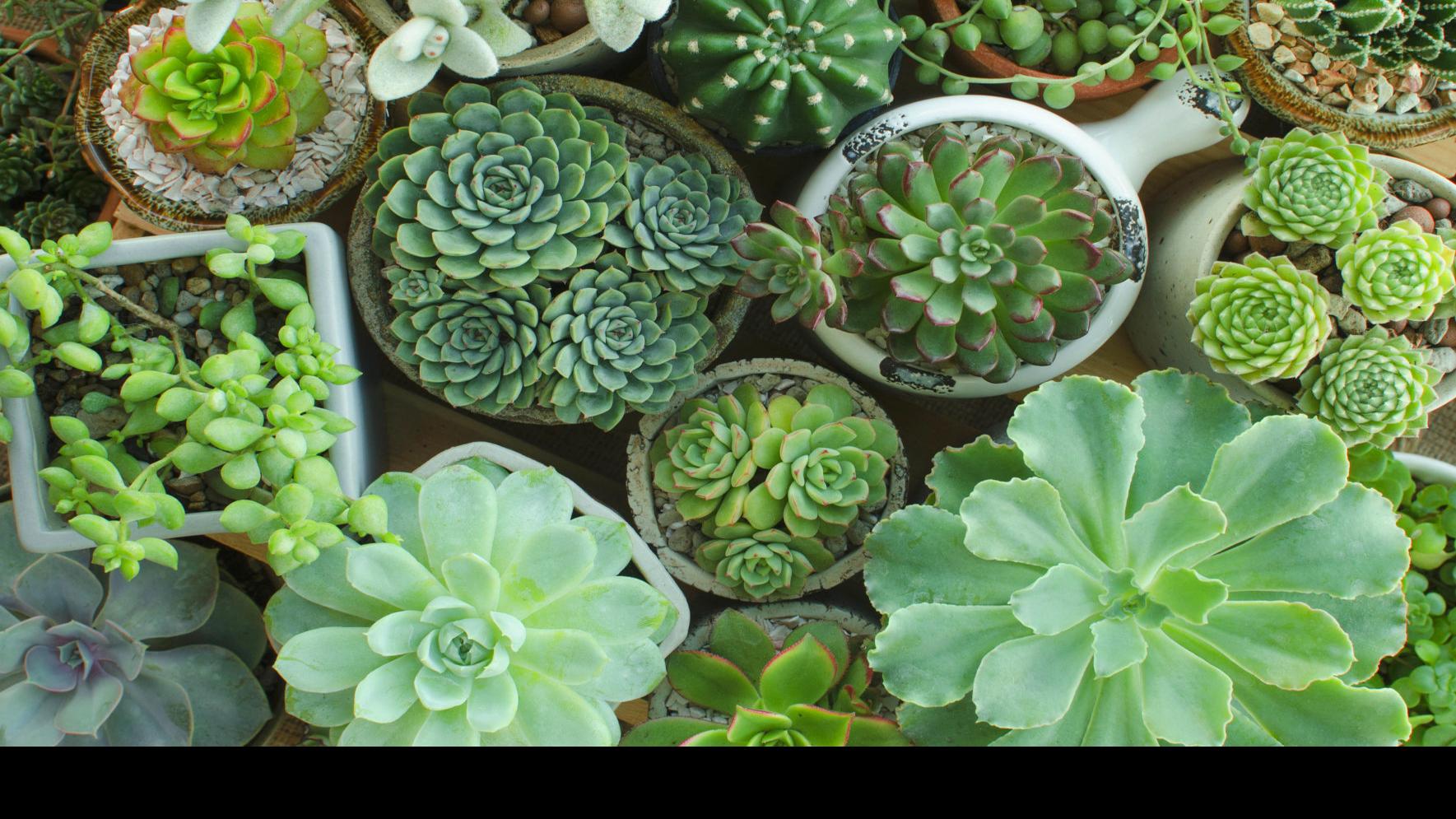 Dirty Fingernails Don T Like To Water Try A Succulent Local News Ravallirepublic Com