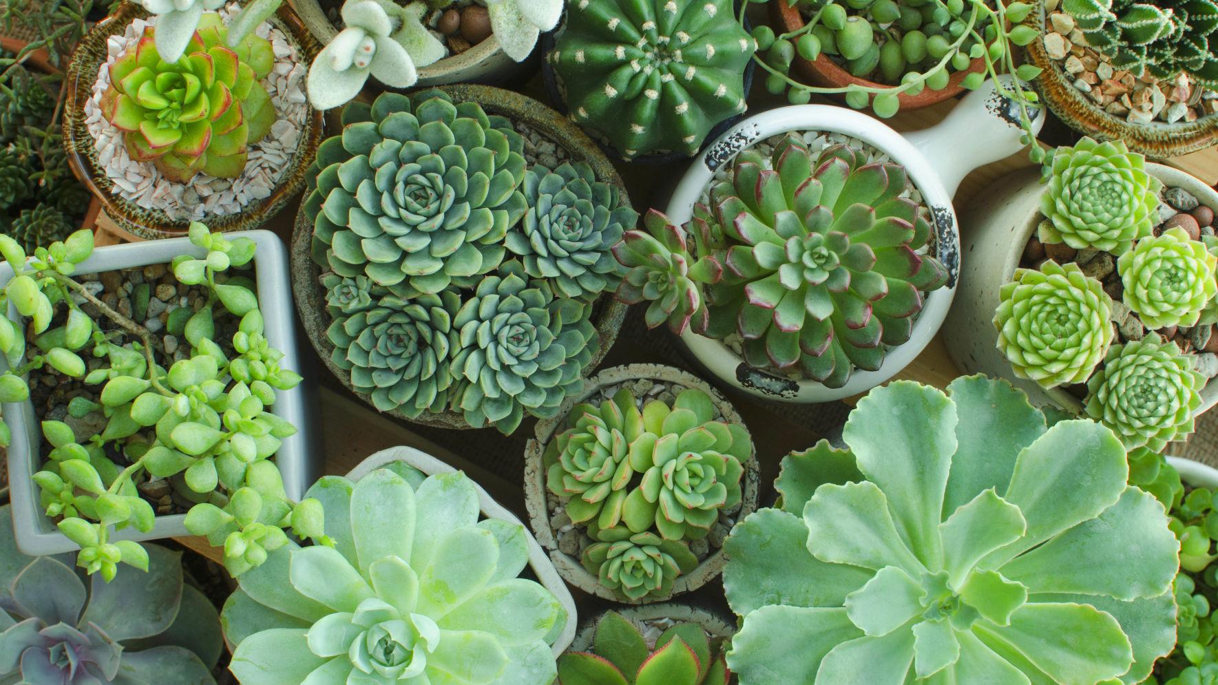 Dirty Fingernails Don T Like To Water Try A Succulent Local News Ravallirepublic Com