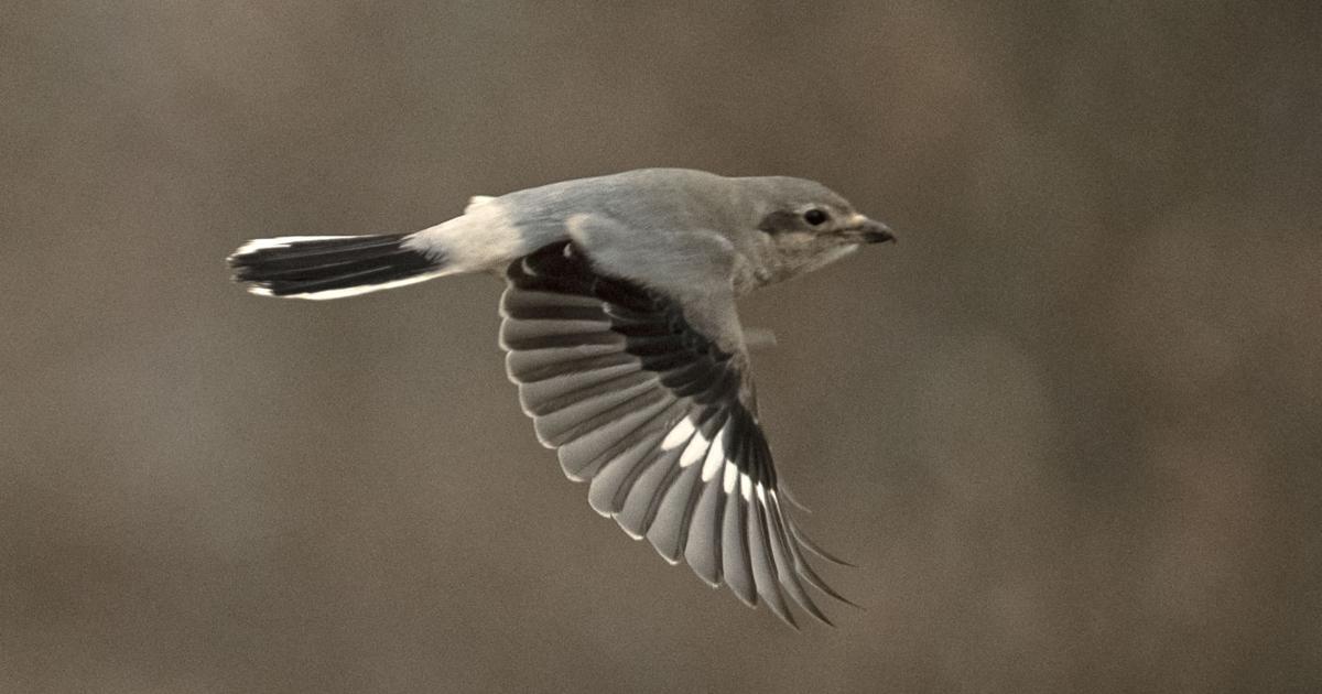 From the Teller: Bitterroot's butcher birds are doing well