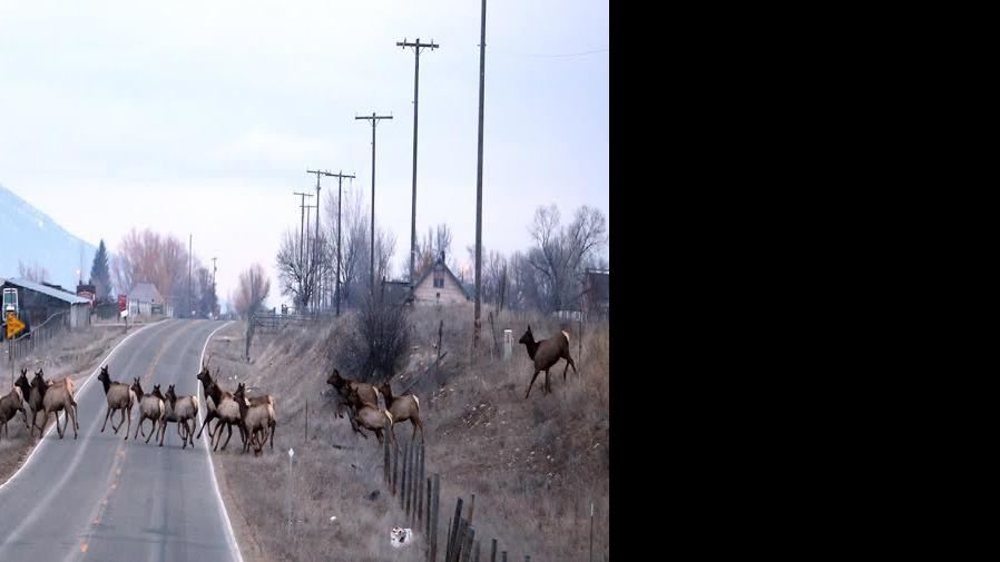 Feature photo Elk crossing on the Eastside Highway Local News
