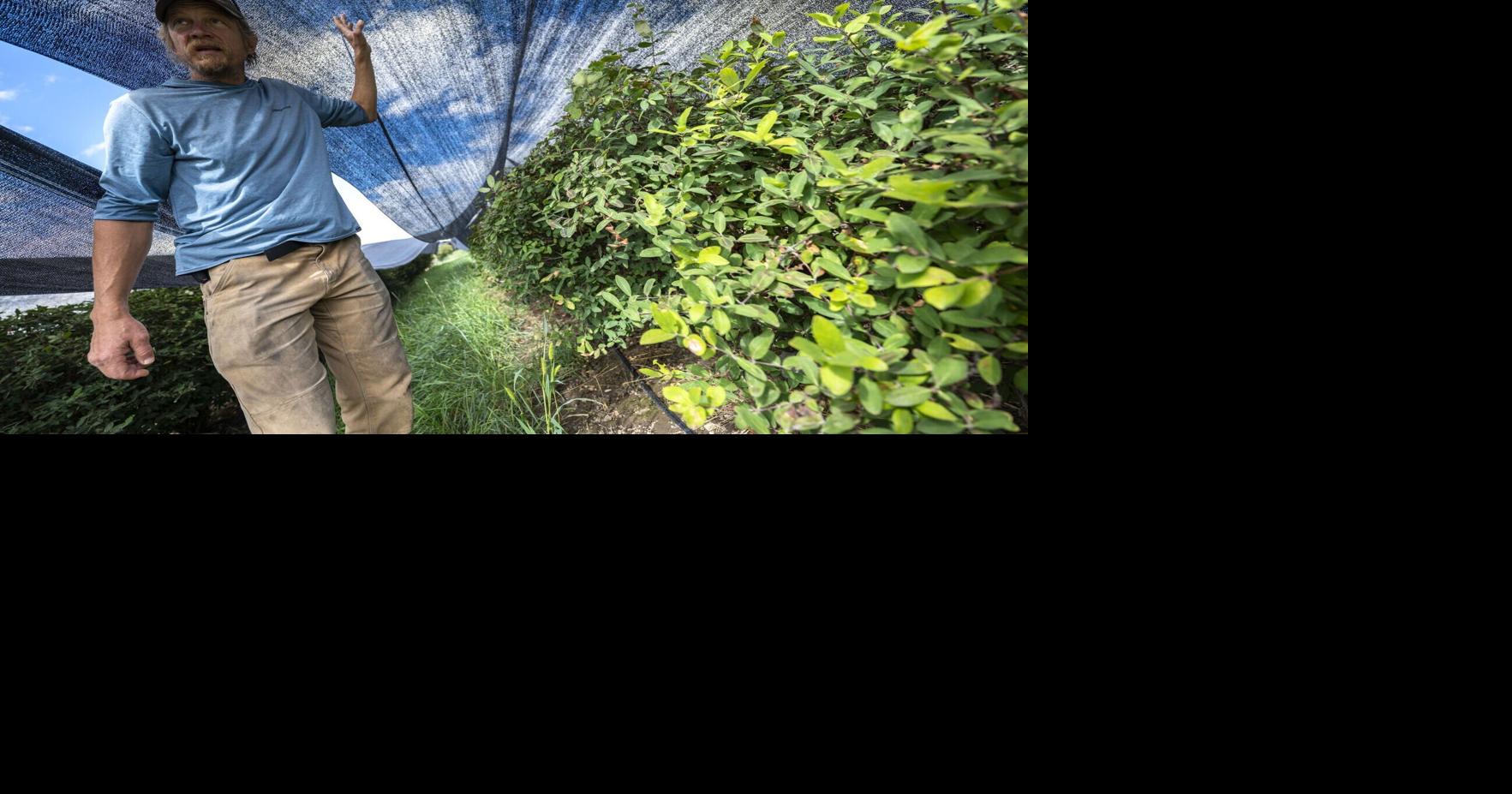 Bitterroot researchers study 'superfood' honeyberries for crop potential