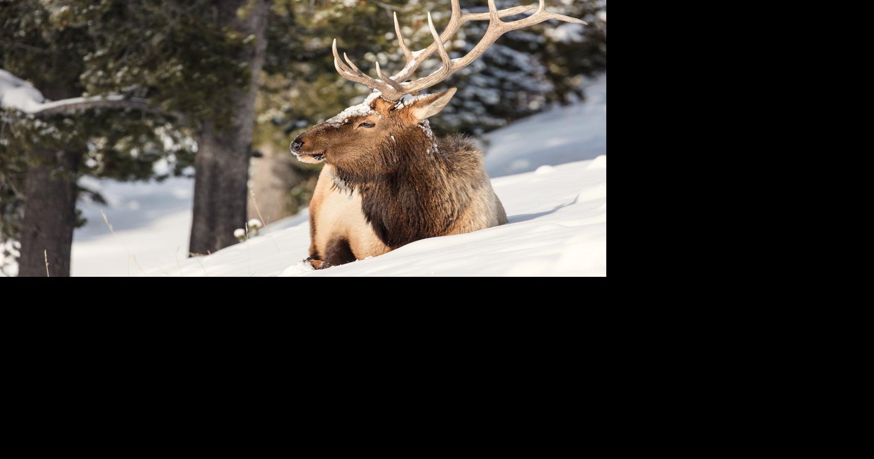 Yellowstone elk took a cruise to New Zealand in 1905; their descendants are revered