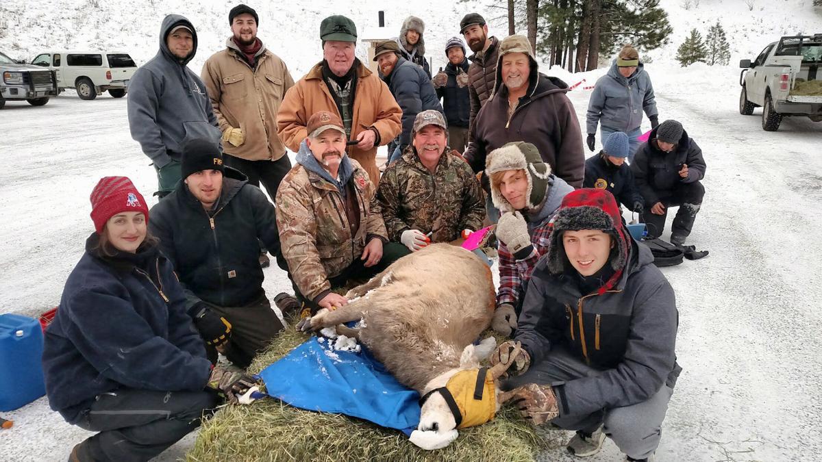 Sportsmen S Groups Help With Bighorn Study Near Painted Rocks