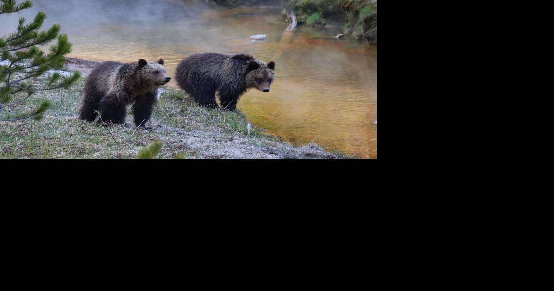 2025 was a deadly year for grizzly bears in the Yellowstone region