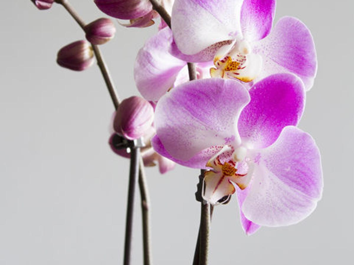 Dirty Fingernails What Are My Chances Of Keeping Miniature Orchids Alive Home Garden Ravallirepublic Com