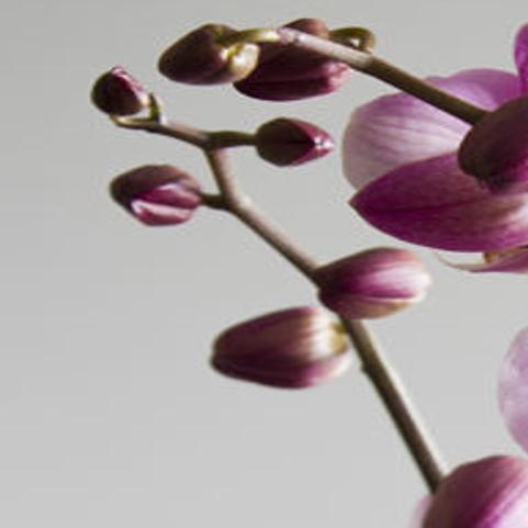 Dirty Fingernails What Are My Chances Of Keeping Miniature Orchids Alive Home Garden Ravallirepublic Com